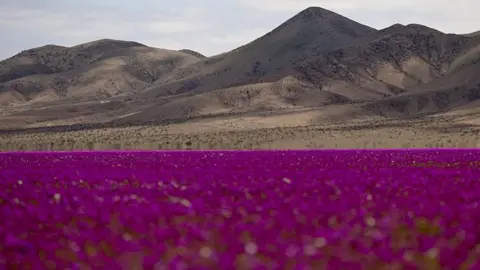 Atacama Desert Blooms: Rare Wildflowers Transform Arid Landscape