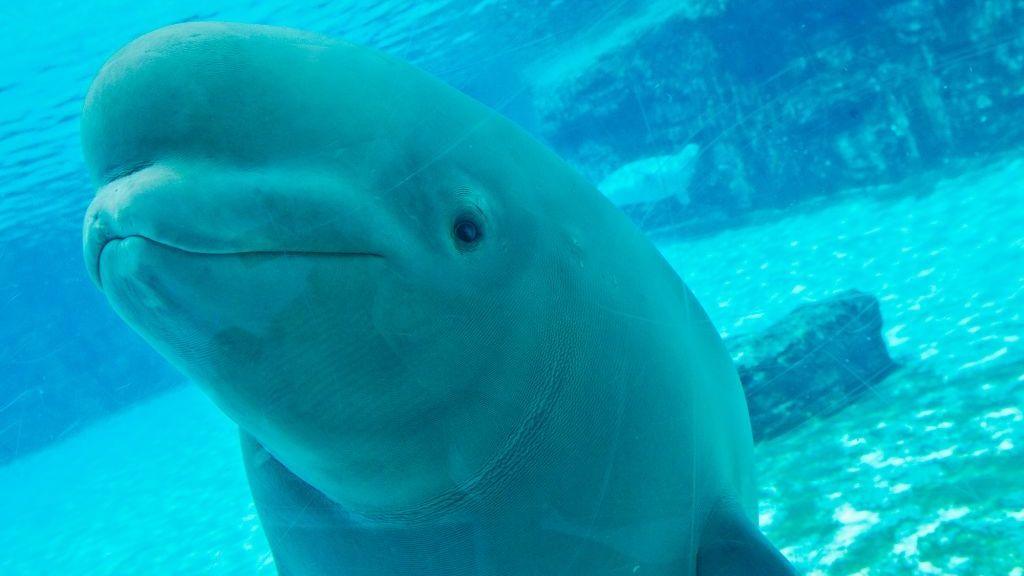 A beluga whale on a platform at Marineland