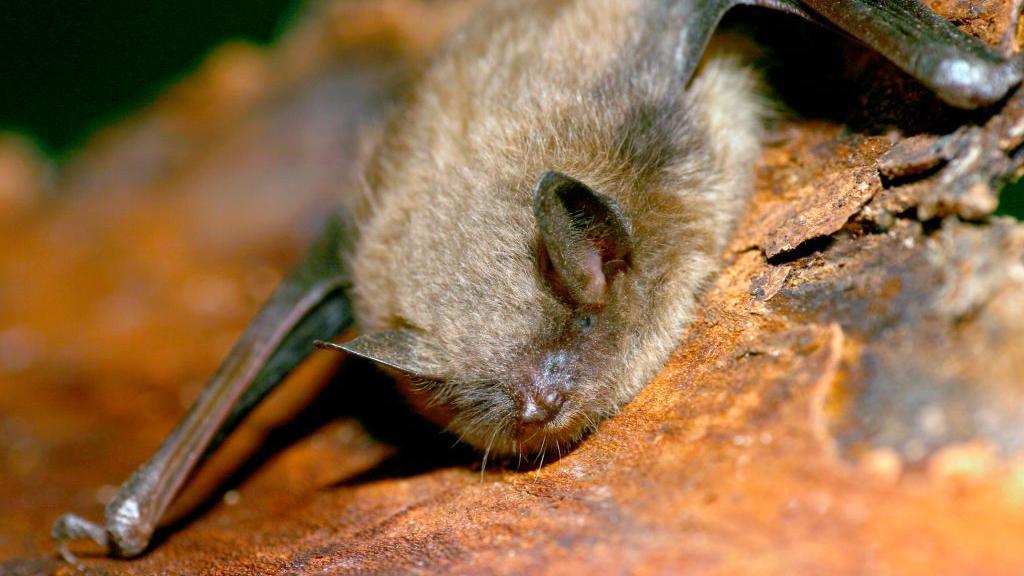 Tragic Accident Highlights Rabies Risk After Bat Contact