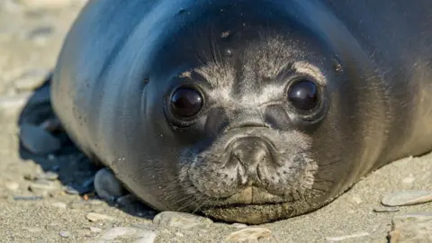 Massive Bird Flu Outbreak Decimates Over 75% of Baby Seals on Remote Australian Island