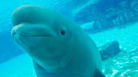 Marineland's Euthanasia Threat Raises Outrage Over Beluga Whales
