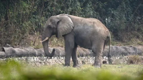 The Tragic Exit of Shankar: Delhi's Last African Elephant