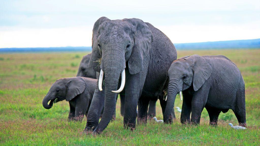 Elephant deaths in Kenya raise pesticide‑poisoning mystery