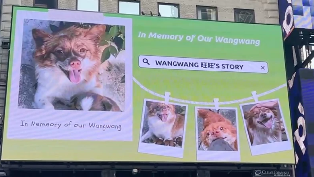 Chinese Animal Abuse Video Sparks Global Outcry as Censors Fail to Silence Voices