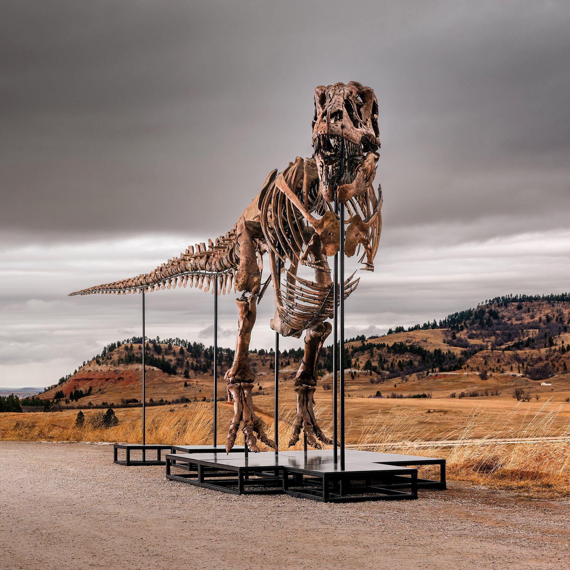 Gus the T. rex could fetch $30 million, sparking a debate over fossils as luxury assets
