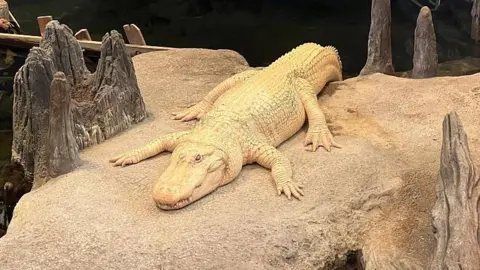 San Francisco's Heartfelt Farewell to Claude, the Iconic Albino Alligator