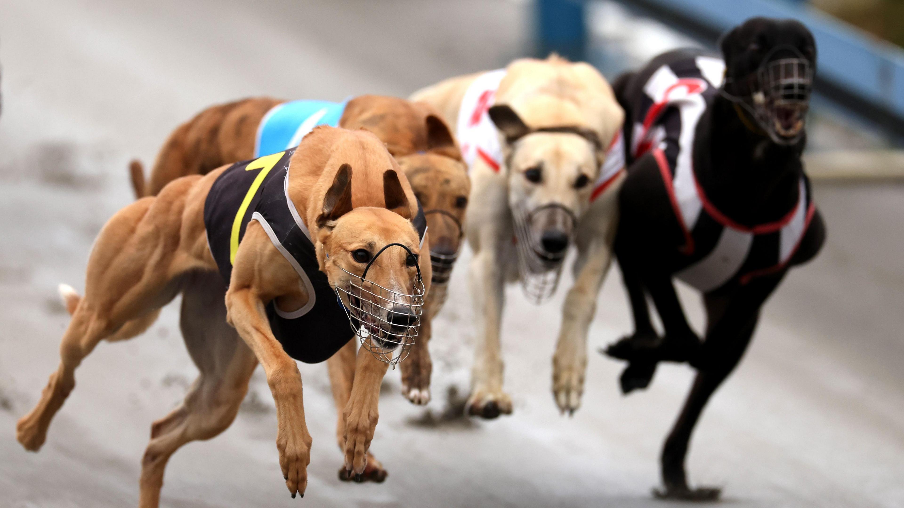 New Zealand Bans Greyhound Racing, Dogs Fly to Australia as Industry Wraps Up