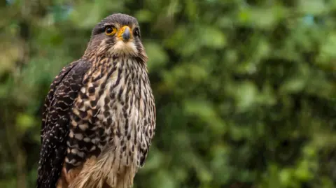 New Zealand Falcon Emerges as Bird of the Year Amid Conservation Efforts