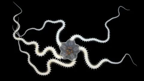 Impact of Deep-Sea Mining Reveals Stark Biodiversity Loss