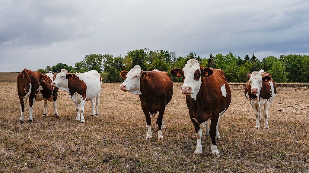 First Human Case of Shamonda Virus Confirmed in France, Officials Report