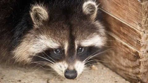 Raccoons on the Rise: Could They Become America's Next Pet?