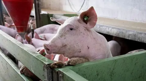 Spanish Pork Industry Faces Crisis Amid Swine Fever Outbreak