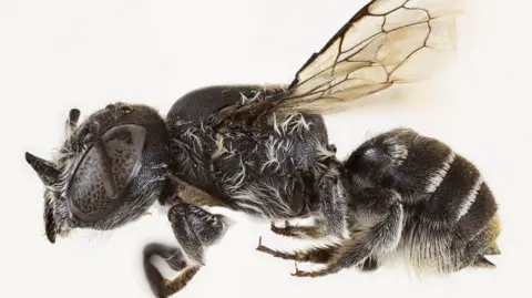 Discovery of 'Lucifer' Bee with Unique Horns Highlights Conservation Needs in Australia