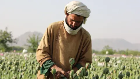 Massive Decline in Afghan Opium Production Post-Taliban Ban, Reports UN