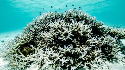 Potential Recovery of the Great Barrier Reef Amid Global Warming Challenges