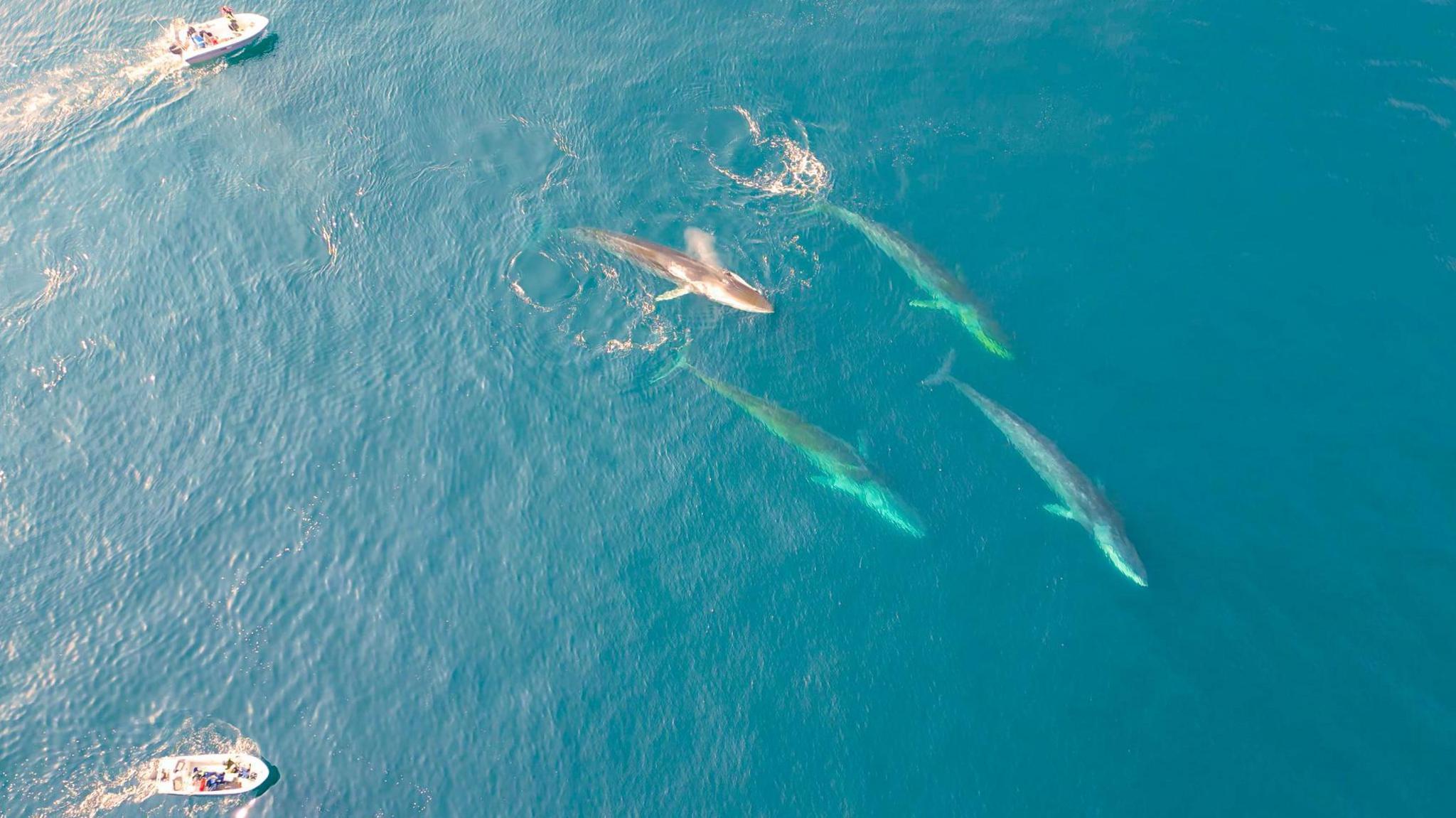 Four fin whales swimming in clear blue water with small research boats" style=