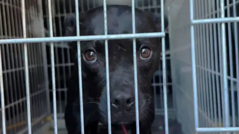 BBC's Undercover Investigative Team Exposes Major European Dog Fighting Conspiracy