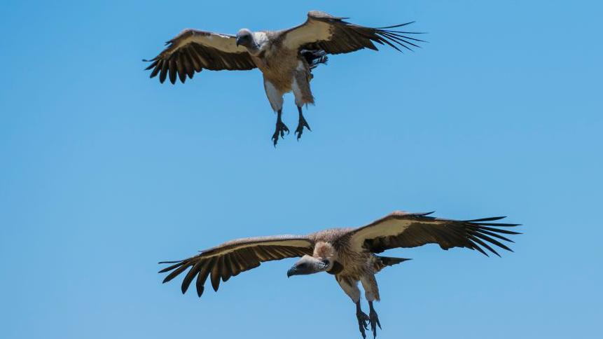 Nigeria’s ‘Vulture King’ rallies community to reverse vulture extinction crisis