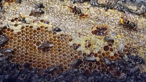 Arson Attack Claims Lives of Half a Million Bees in Almere, Netherlands
