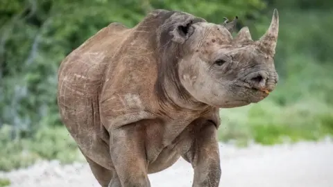 Namibia Mobilizes Troops to Combat Wildfire in Iconic Etosha National Park