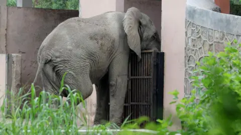 Tragic End for Shankar: Delhi's Last African Elephant Dies from Rodent-Borne Virus