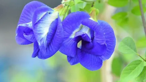 Transforming Lives: How Butterfly Pea Flowers Are Empowering Farmers in India