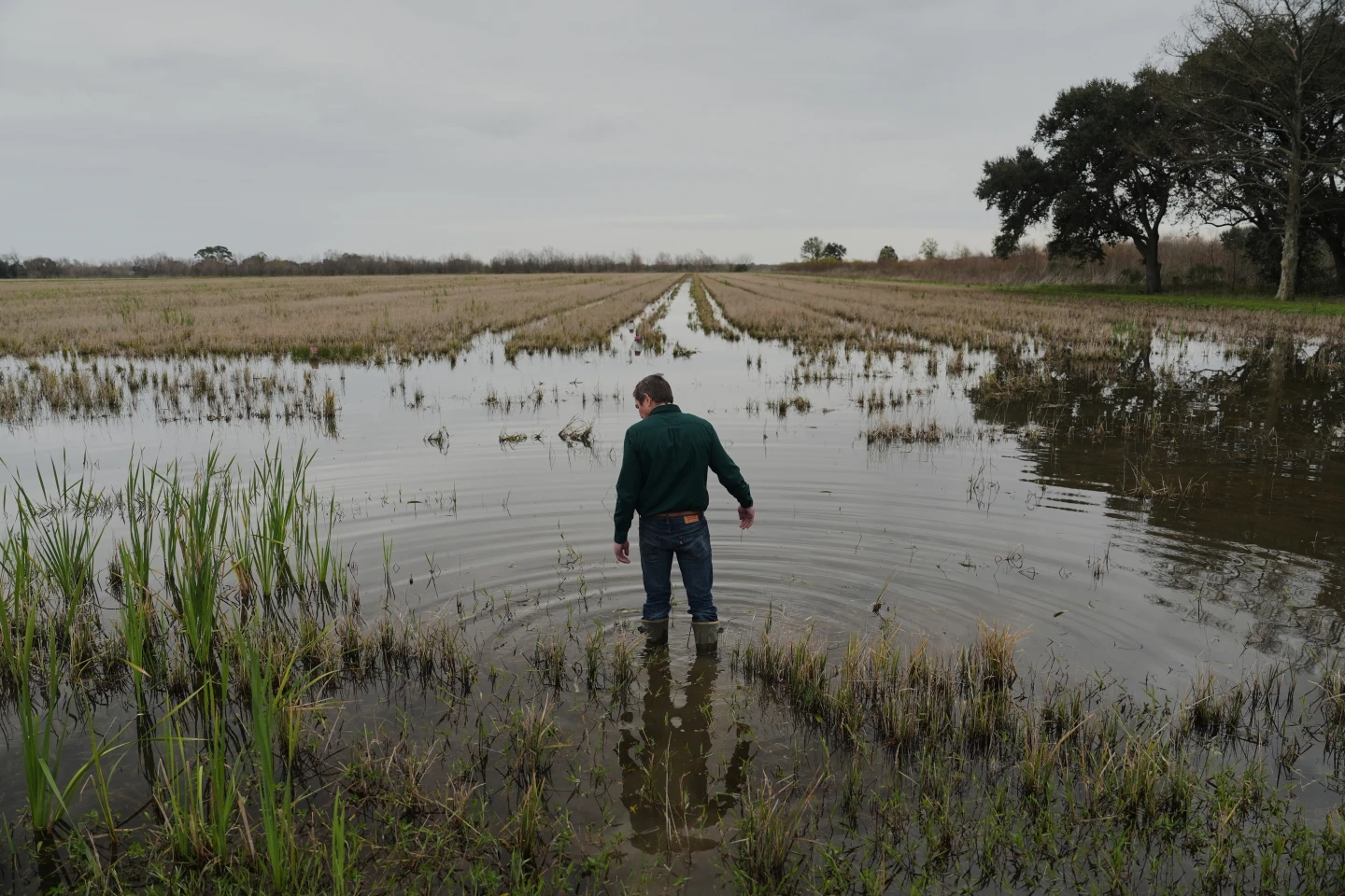 Invasive Pests Threatening Louisiana's Crawfish and Rice Farms