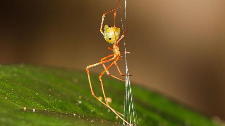 Spider’s Catapult‑Like Snap Trap Reveals Astonishing Prey‑Specific Hunting Tactics