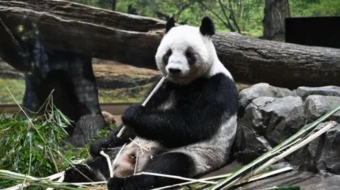 Japan Says Tearful Farewell to Pandas Amidst Strained Sino-Japanese Relations