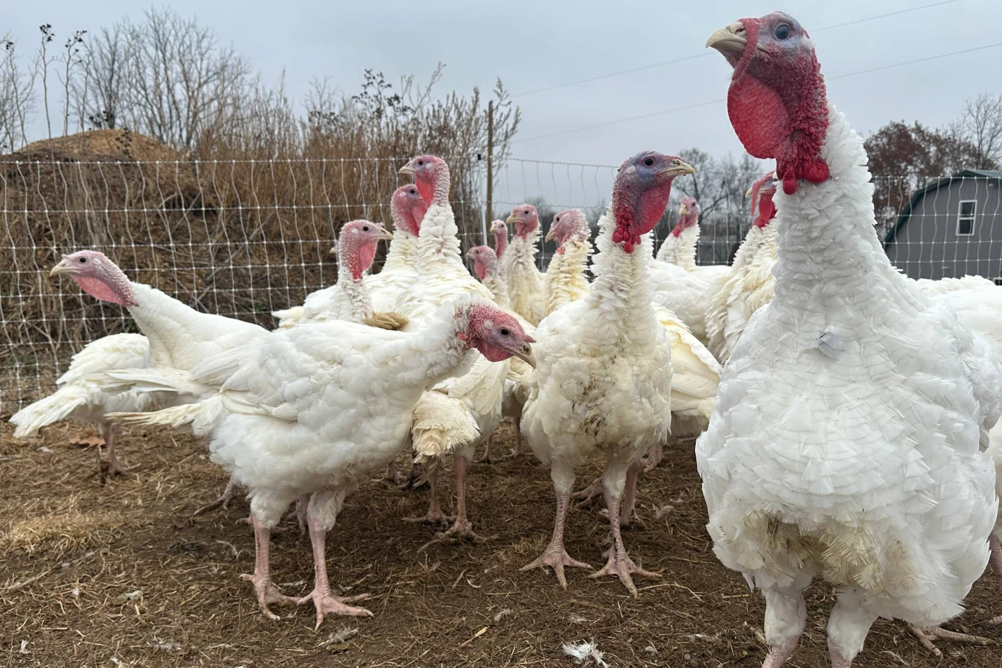 Thanksgiving Turkey Prices Surge Amid Supply Crisis
