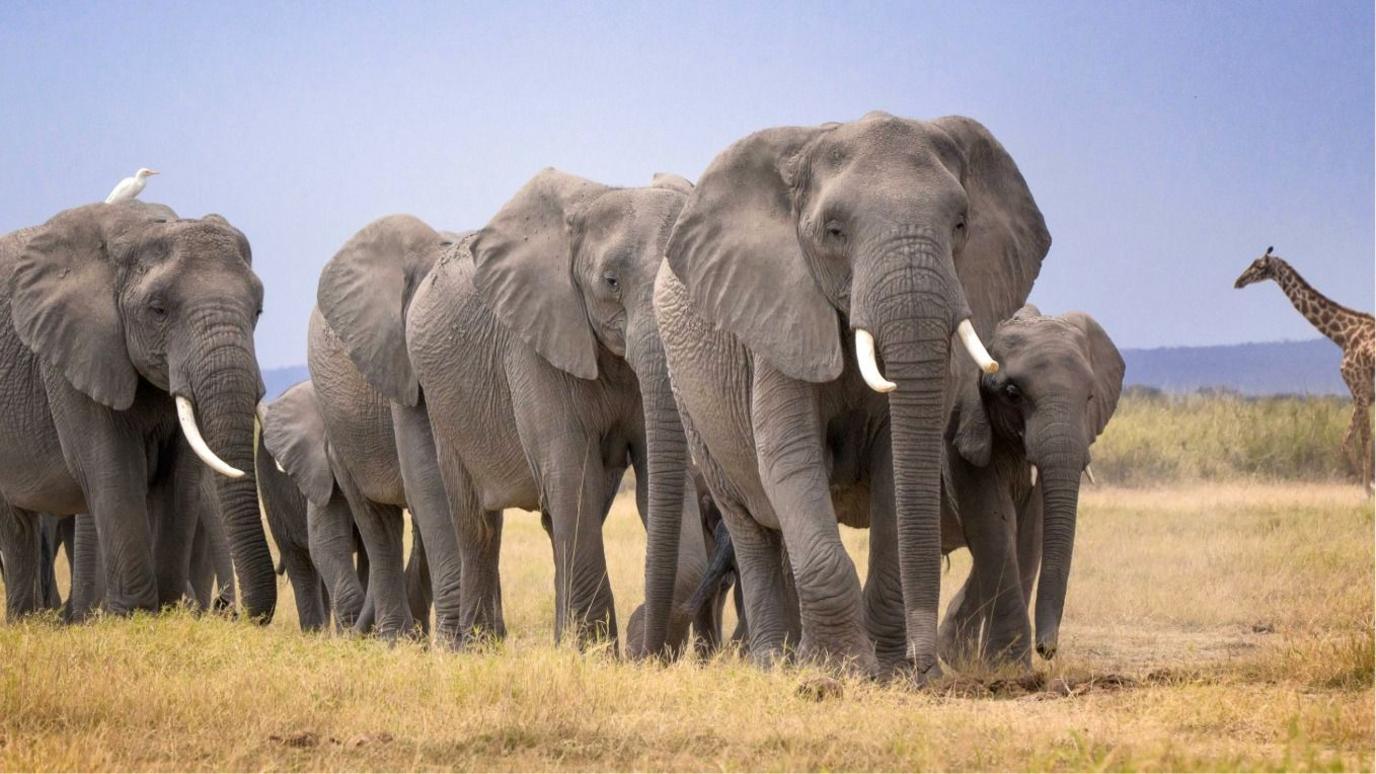 14 Elephant Deaths in Kenya Prompt Urgent Investigation