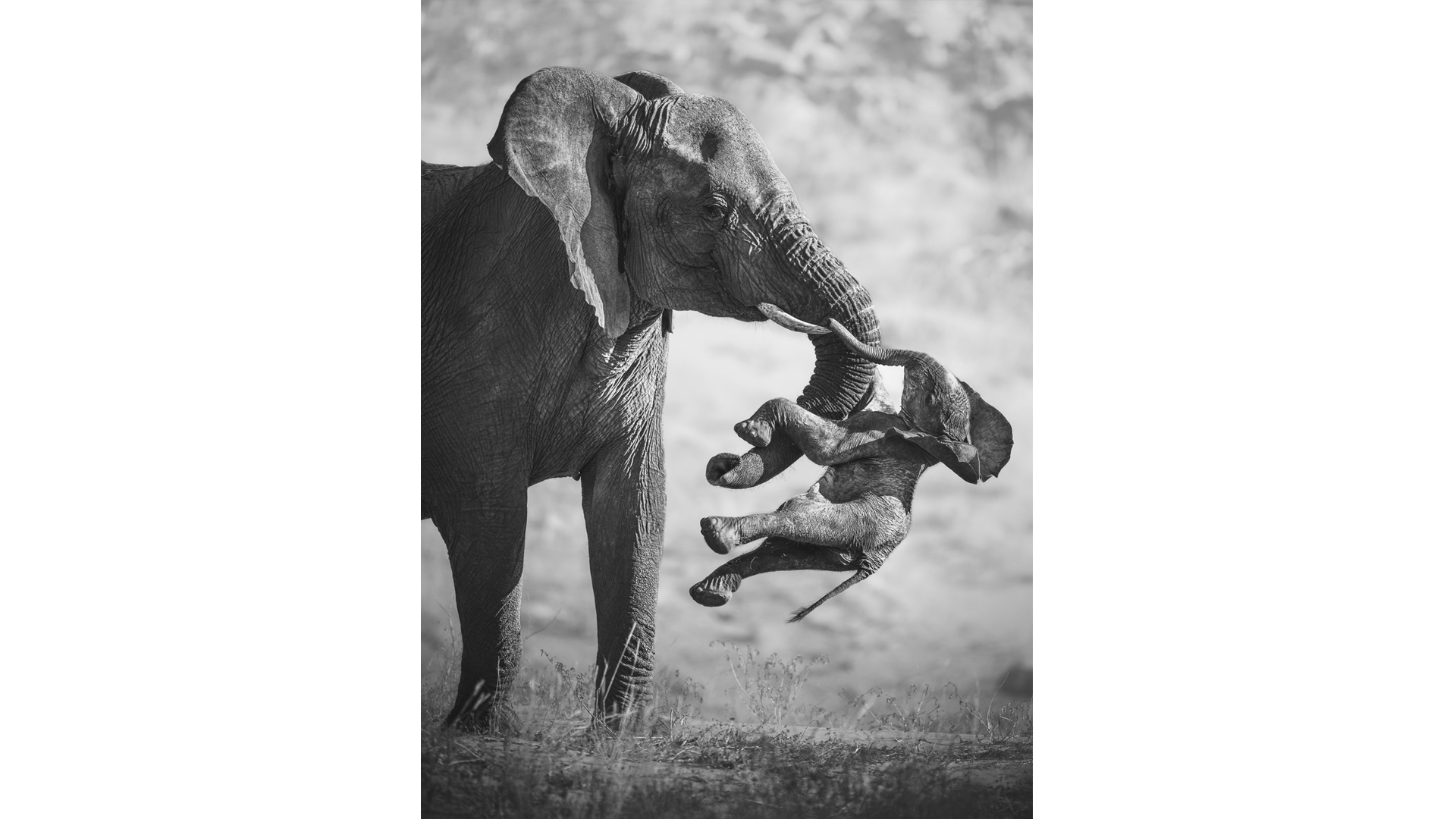 Adult elephant carrying a dead calf in a dry riverbed