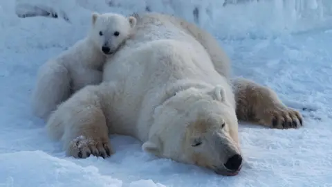 Unexpected Findings: Polar Bears in Svalbard Thrive Despite Rapid Sea Ice Loss
