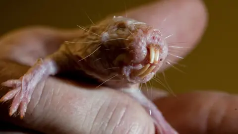 Unlocking Longevity: Insights from Naked Mole Rat DNA