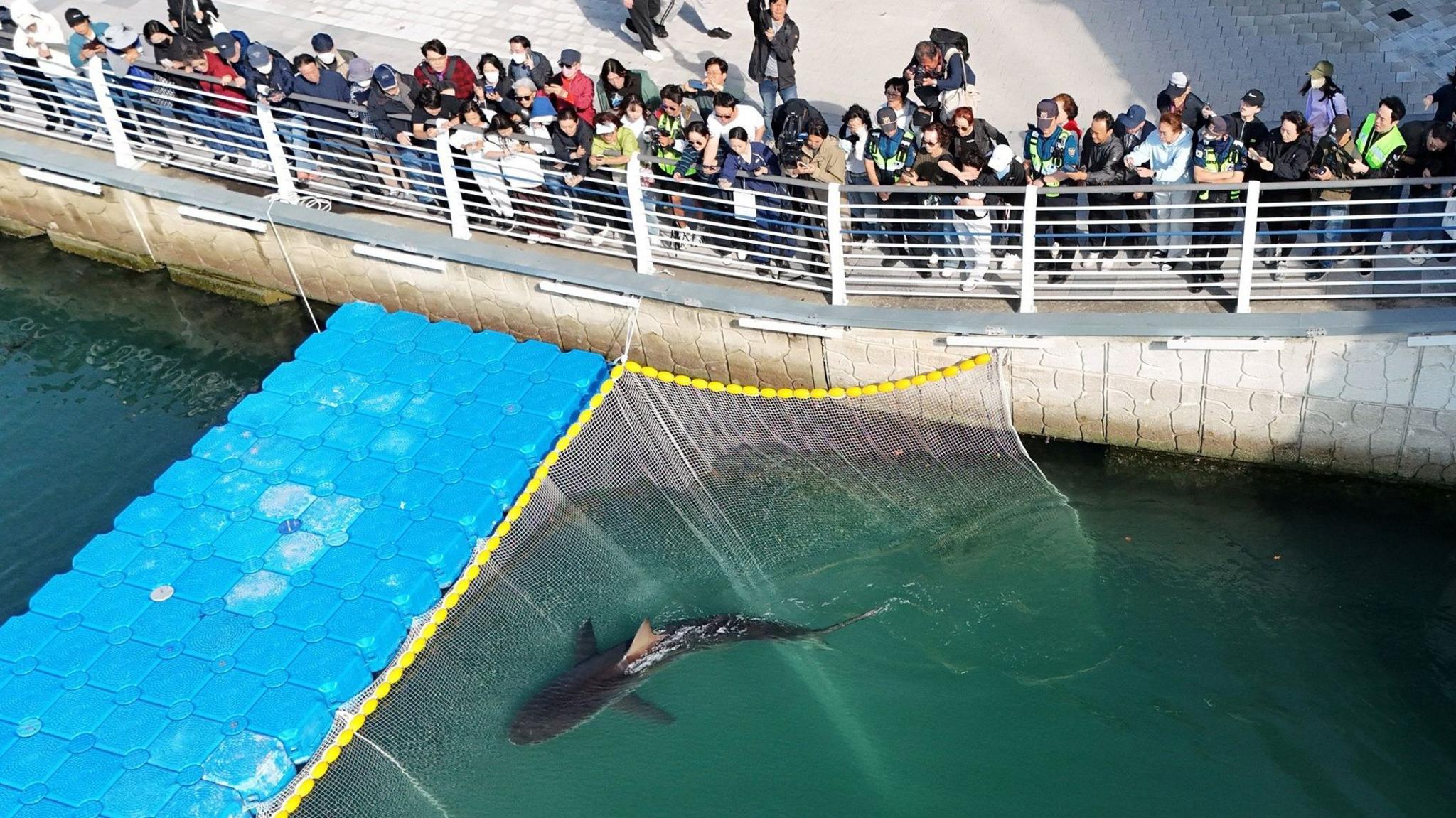 Shark Drama in Busan: Quantum Data Reveals Rising Climate Triggers