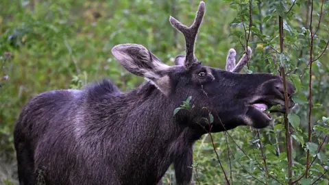Emil the Elk's Adventure Ends: Captured and Released Near Czech Border
