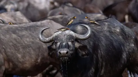 Tragic Incident: Over 80 Buffaloes Drown in Namibia After Cliff Fall