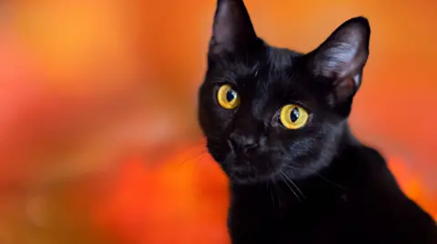 Spanish Town Implements Temporary Ban on Black Cat Adoptions for Halloween