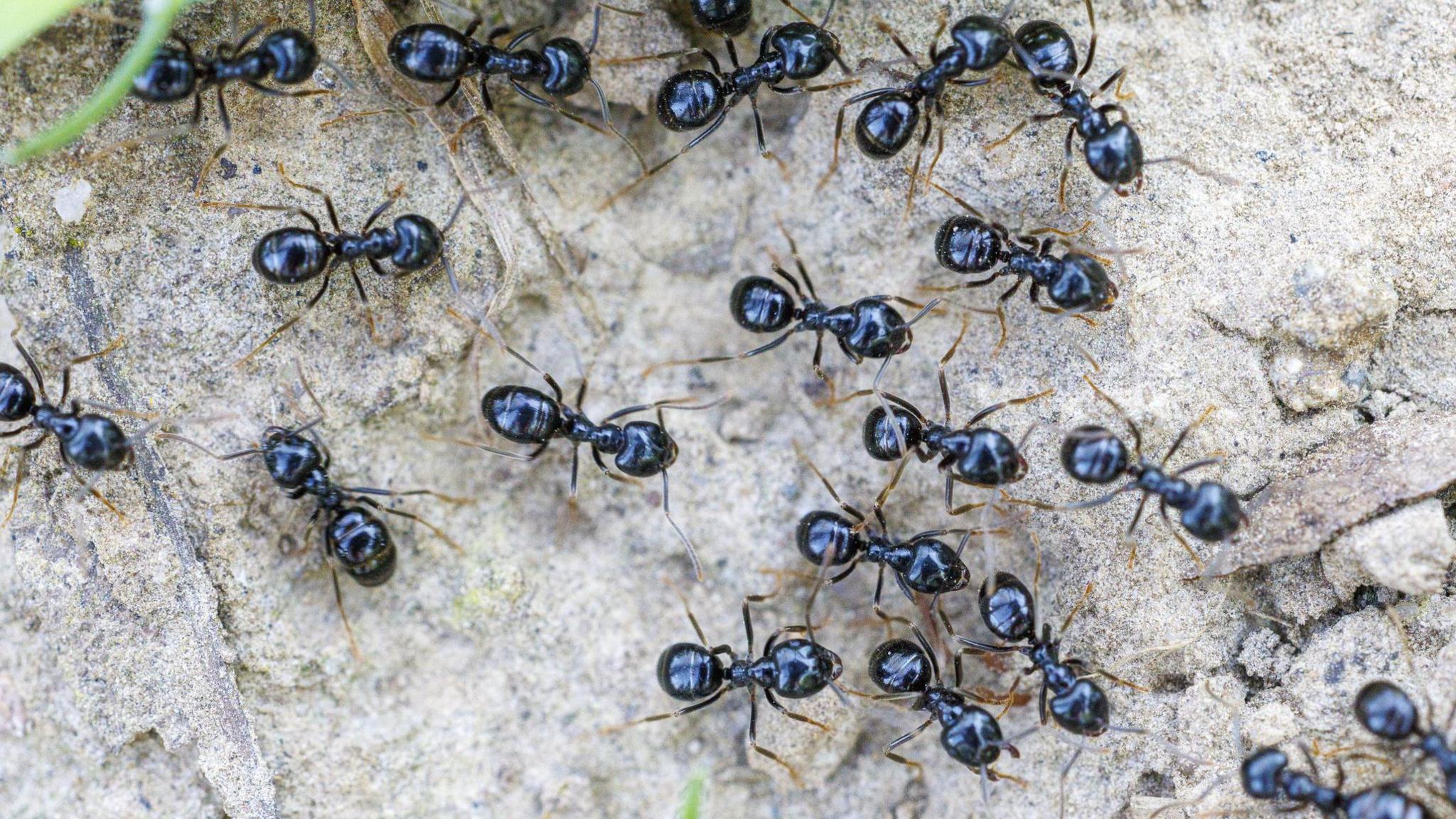 Ants on the Menu: Michelin‑Starred Chef Faces Jail in South Korea