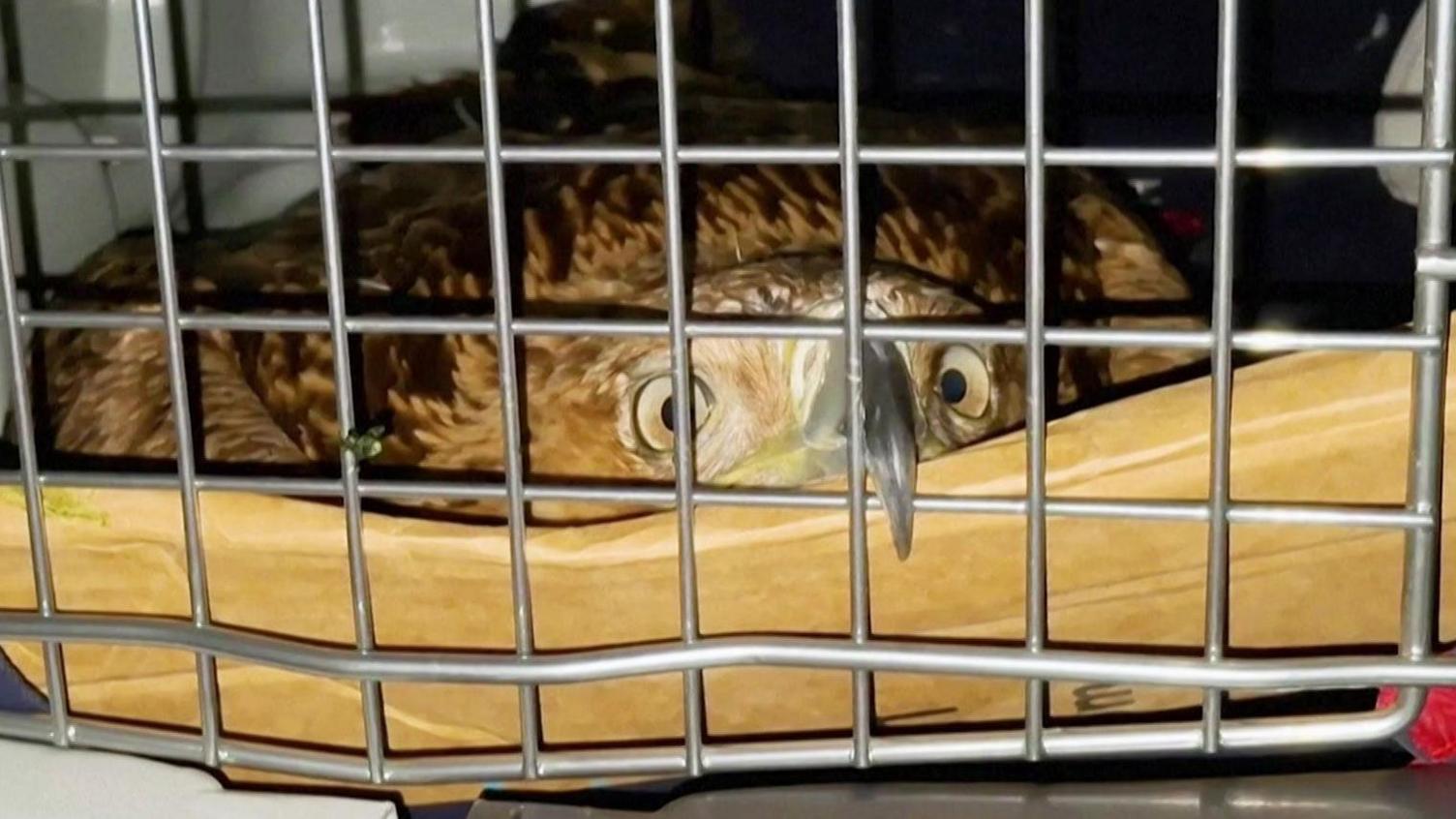 Eastern Imperial Eagle Feliks Rescued from Traffickers and Released into Wild
