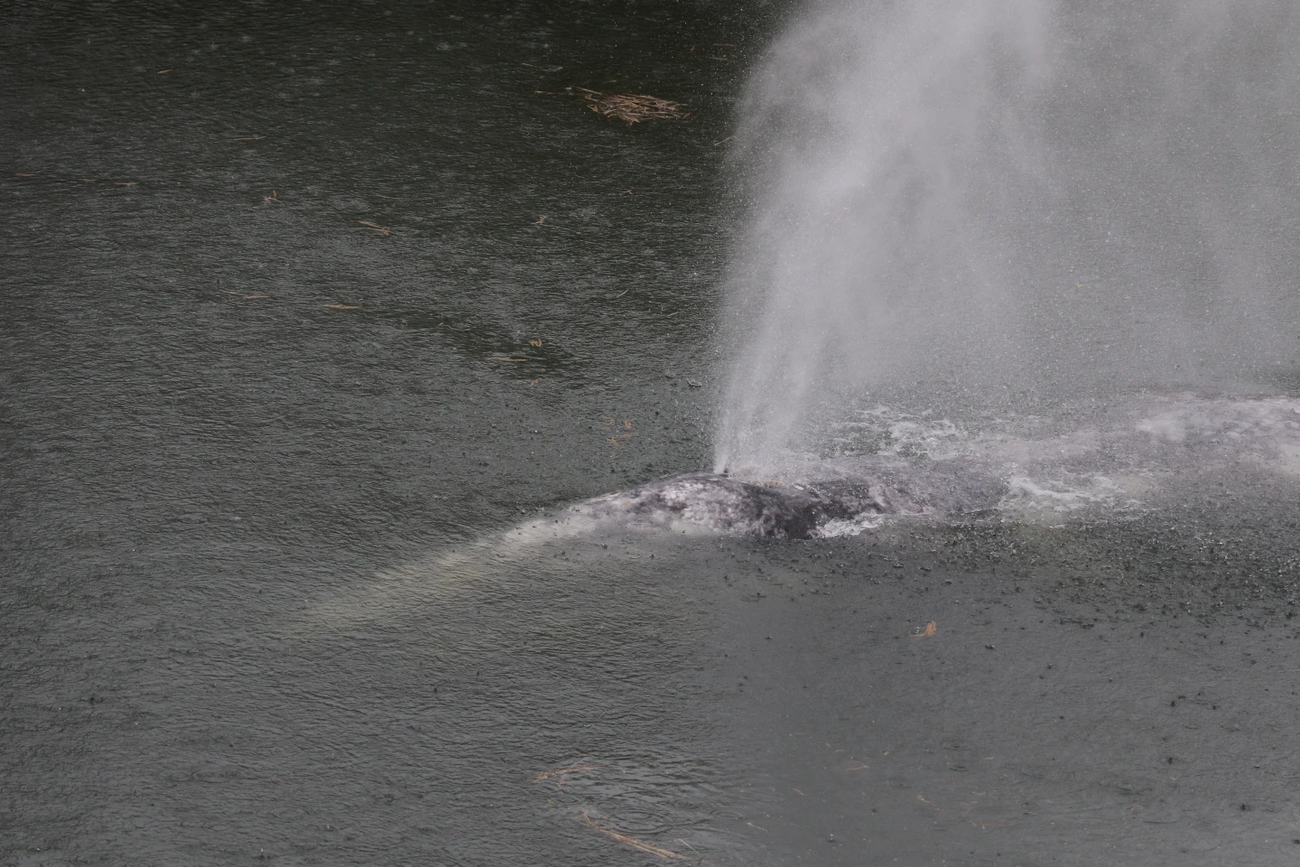 Tragic End for Young Gray Whale After Unusual River Journey in Washington