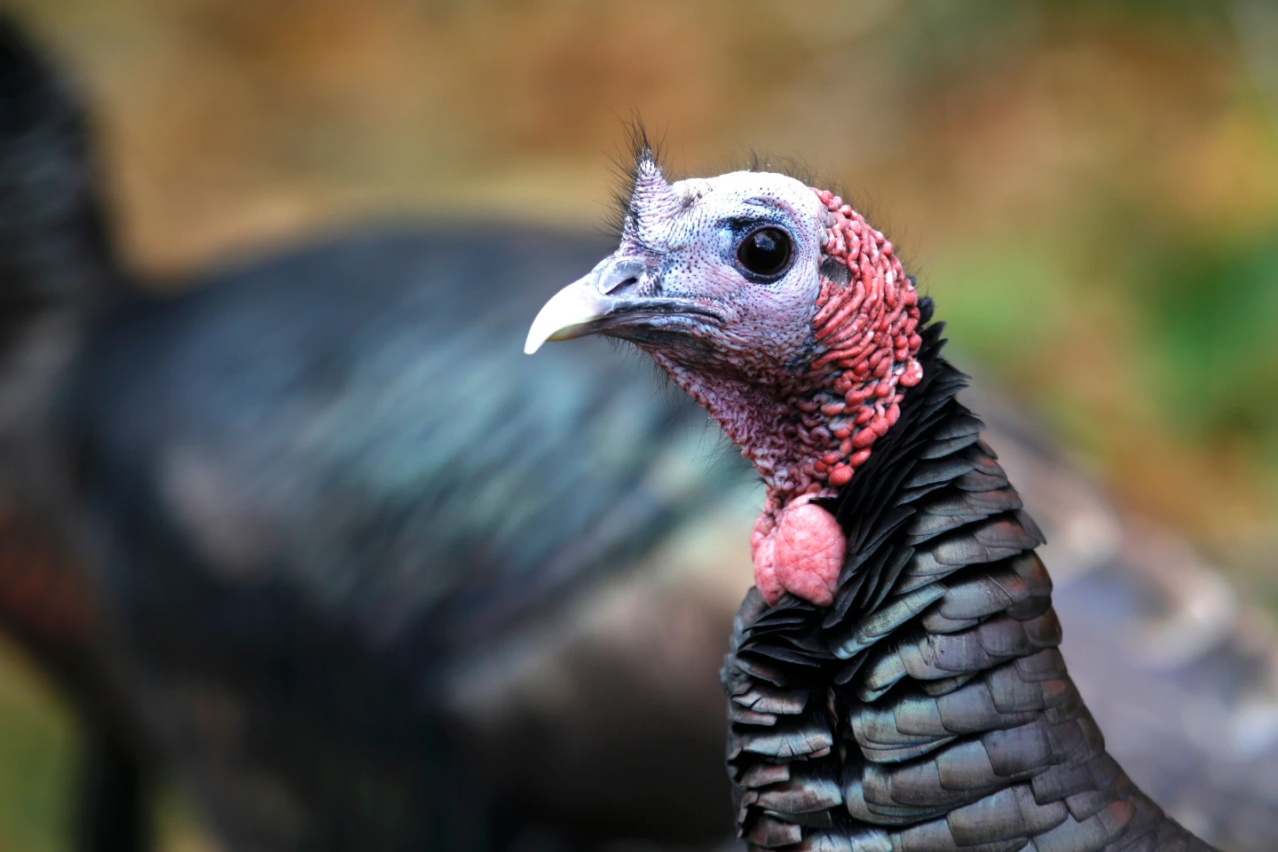 Turkey Trades: A Unique Conservation Strategy Breathing Life Back into Wild Populations