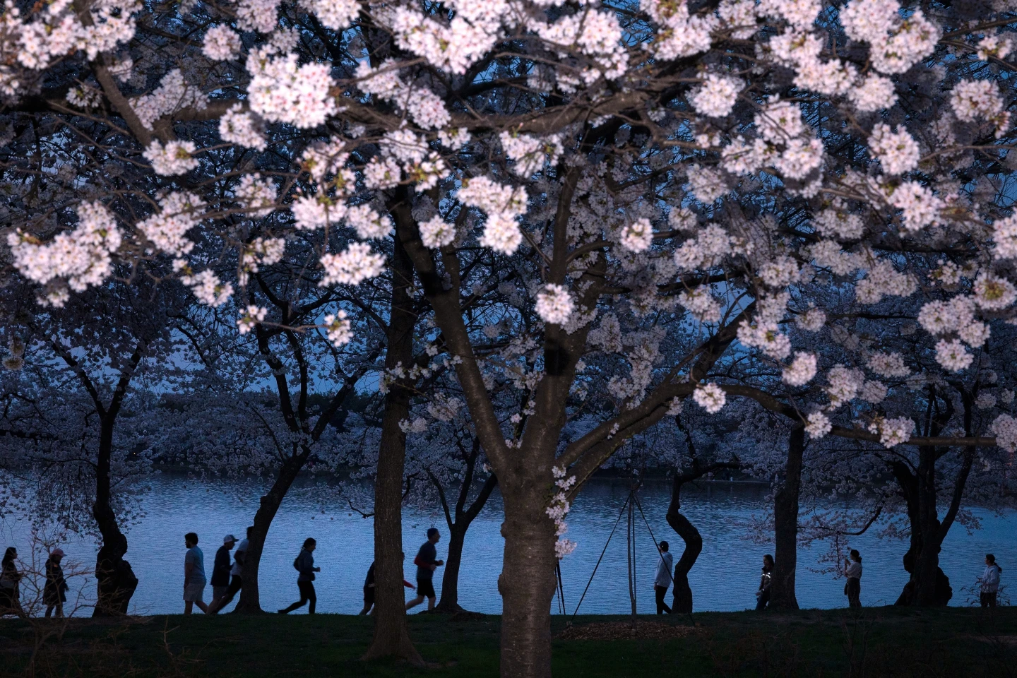 Peak Bloom of Cherry Blossoms Signals Spring in Washington