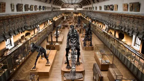 French Museum Heist: Woman Arrested After Stealing €1.5M in Gold