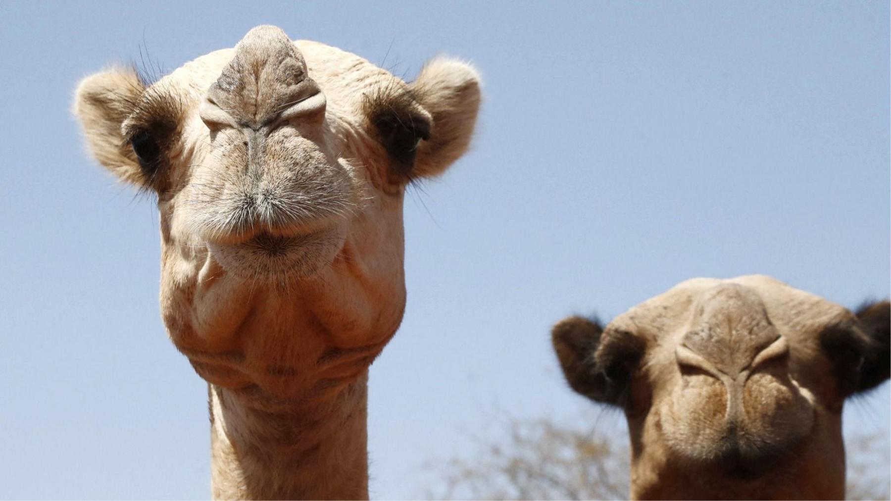 Heatwave Hits Africa’s Desert Livestock: Camels, the Swans of the Sahara, Fail to Keep Up