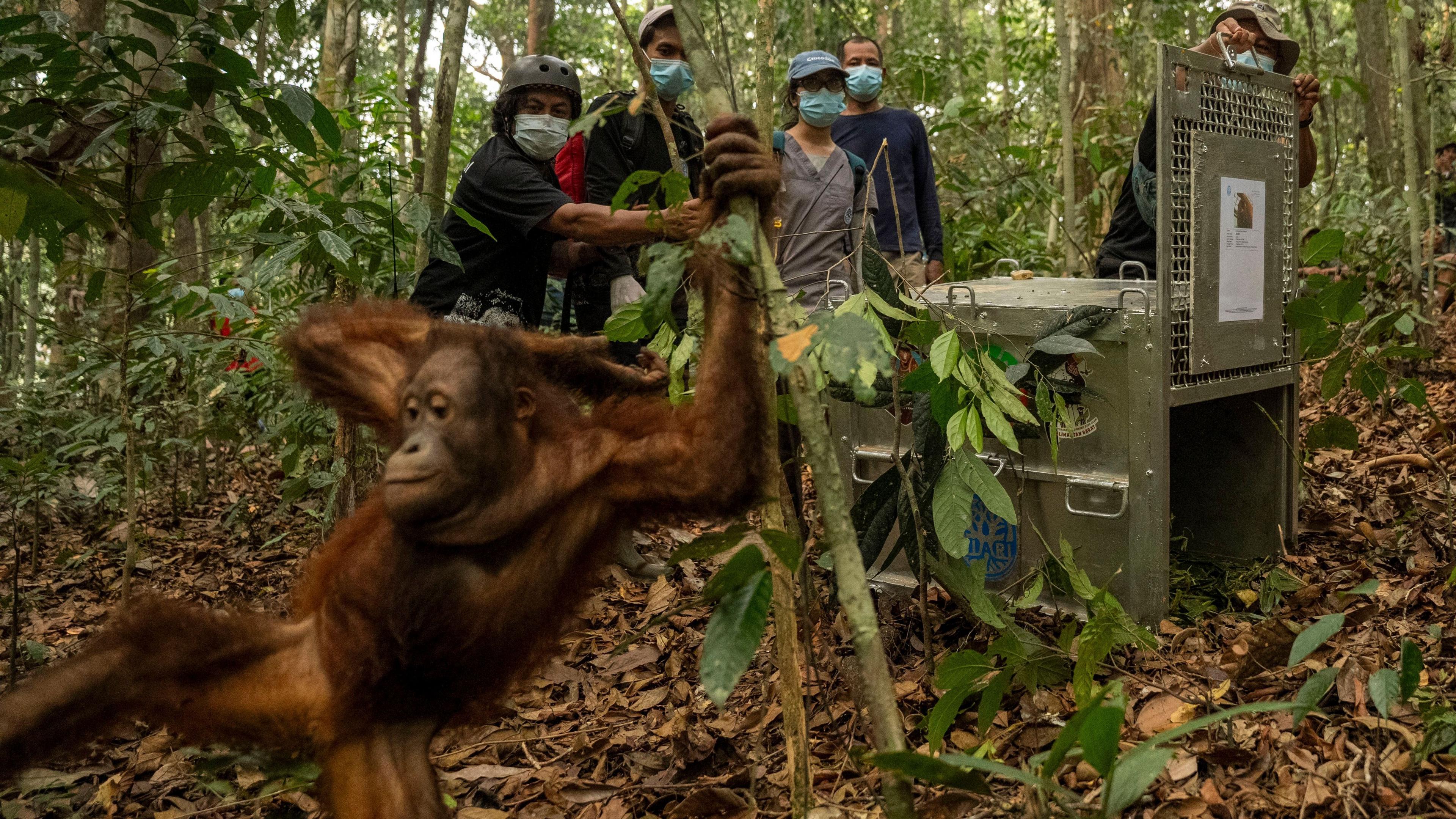 Eight Orangutans Reintroduced in Borneo After Devastating Wildfires