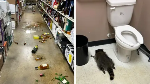 Raccoon Undergoes Wild Liquor Store Adventure, Ends Up Passed Out